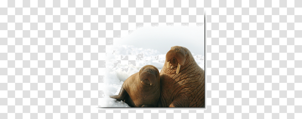 Pacific Walrus Response To Arctic Sea Ice Losses Pacific Walrus, Elephant, Wildlife, Mammal, Animal Transparent Png
