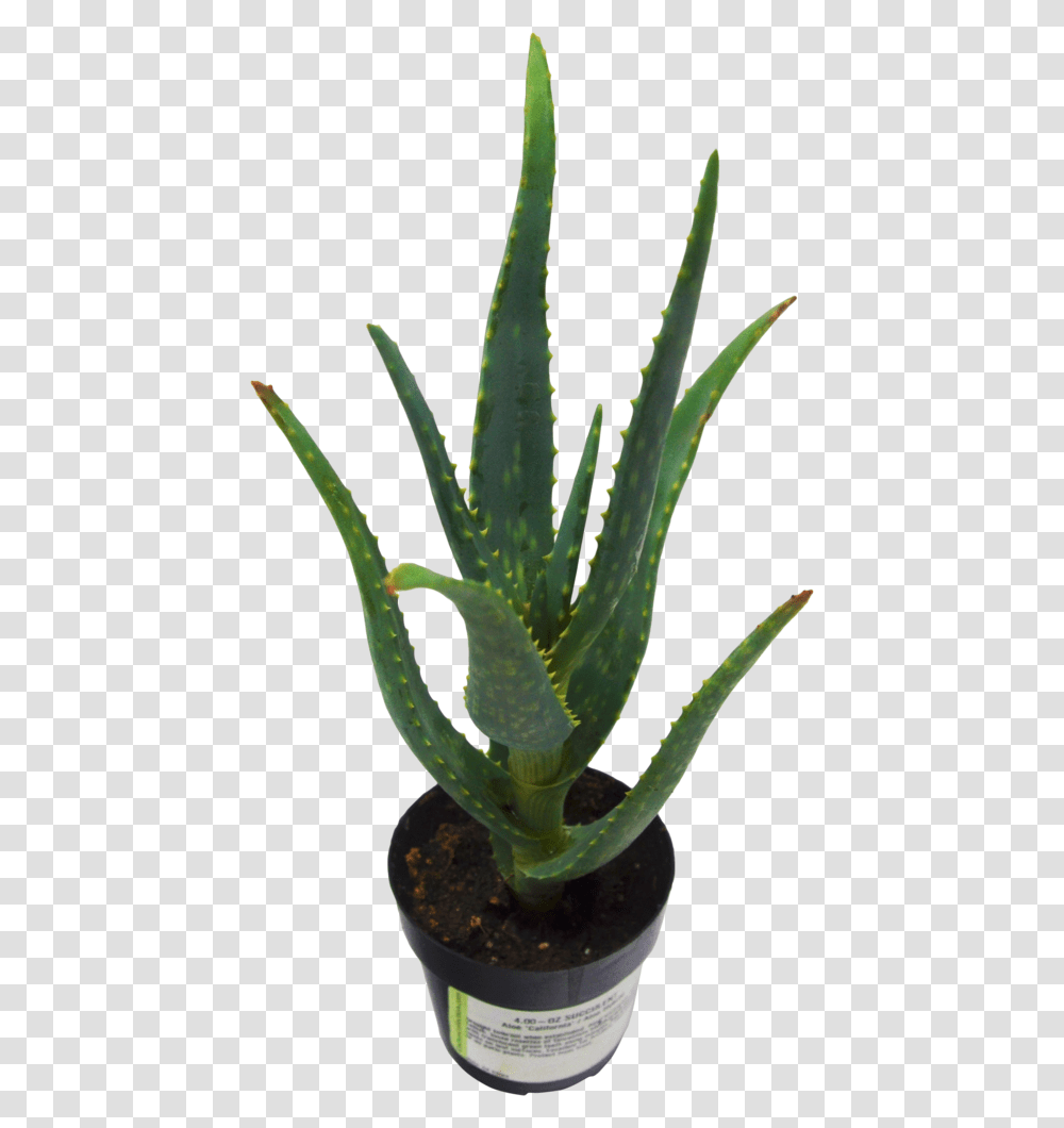 Pack Blue Elf Aloe Vera Succulent, Plant, Vegetation Transparent Png