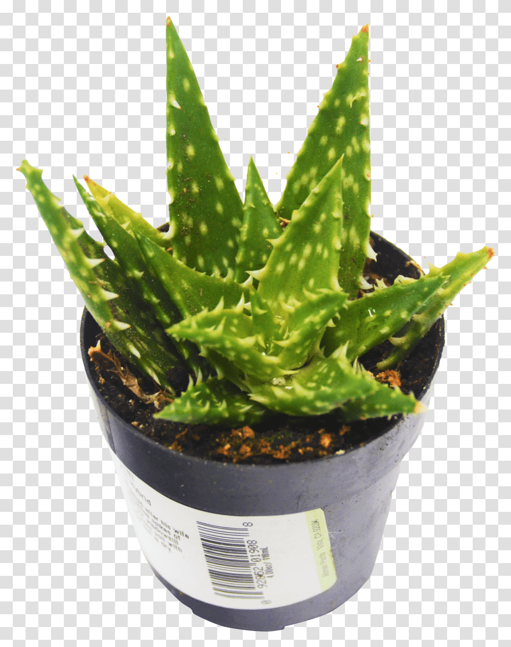 Pack Minnie Belle Hybrid Aloe Vera Succulent Aloe Transparent Png