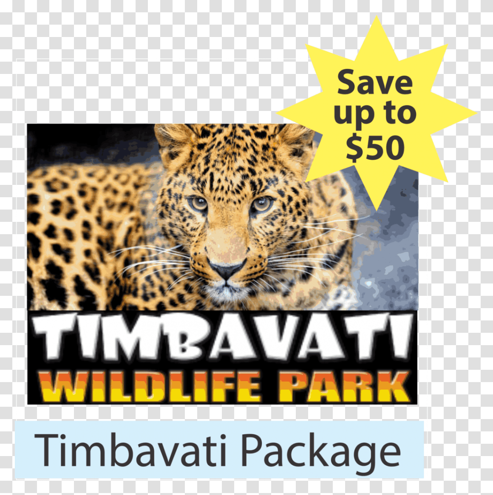 Package Timbavati Leopard 4k Wallpapers 16, Panther, Wildlife, Mammal, Animal Transparent Png