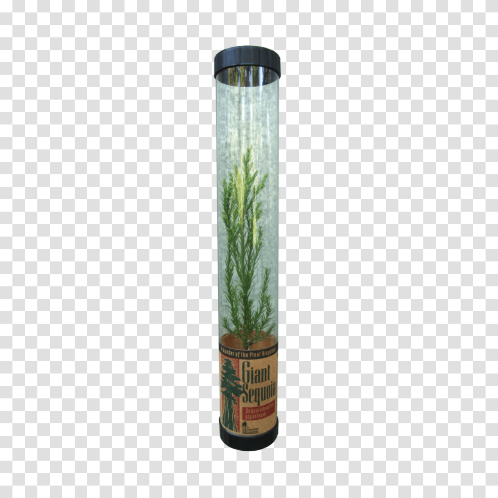 Packaged Live Trees The Jonsteen Company, Cylinder, Plant, Tin, Can Transparent Png