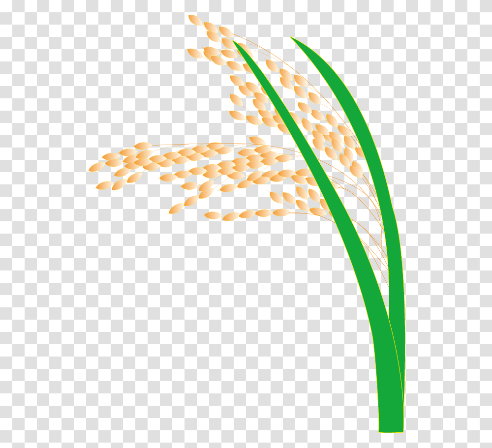 Paddy Field Hedao Transprent Paddy Field, Plant, Vegetable, Food, Wheat Transparent Png