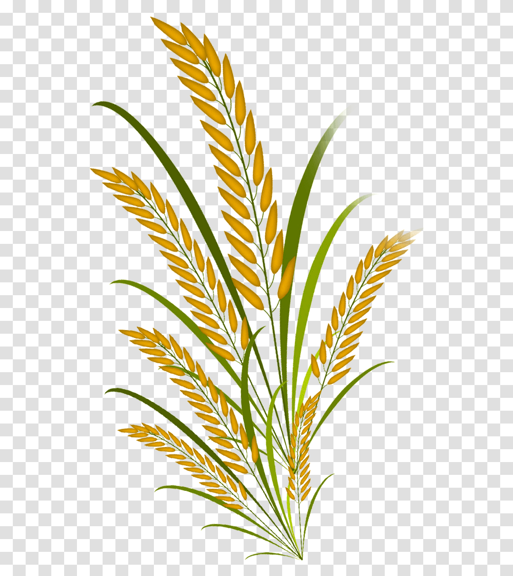 Padi, Plant, Grass, Lawn, Agropyron Transparent Png