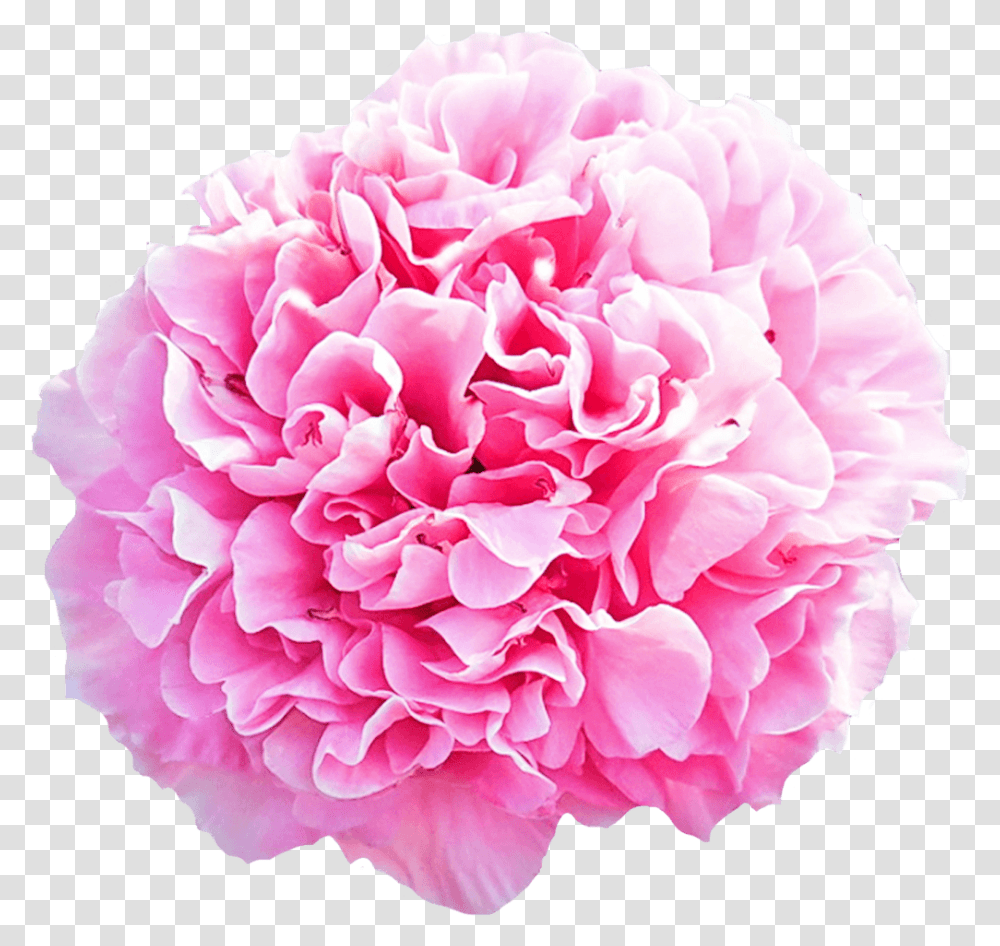 Paeonia Carnation Bouquet Carnation Flower Pink, Plant, Blossom, Rose, Peony Transparent Png