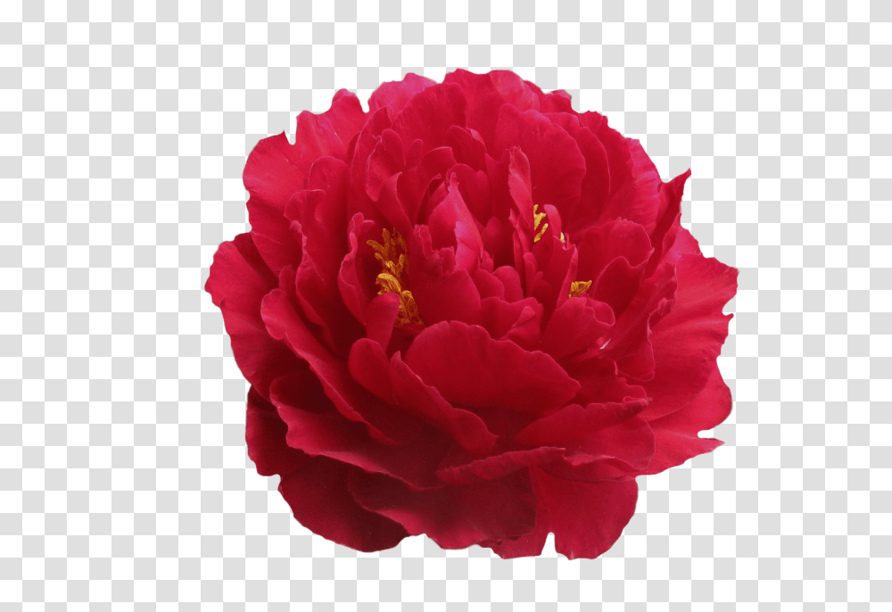 Paeonia Old Faithful, Rose, Flower, Plant, Blossom Transparent Png