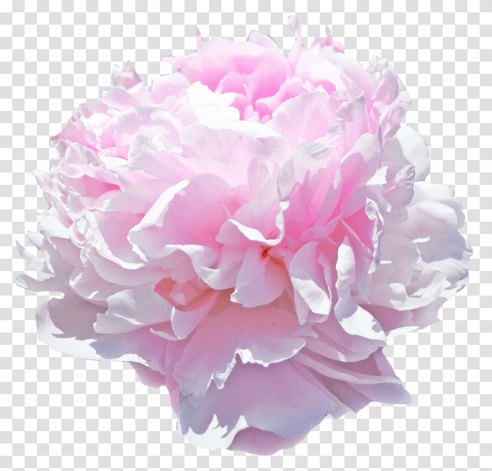 Paeonia Pink Giant, Plant, Flower, Blossom, Rose Transparent Png