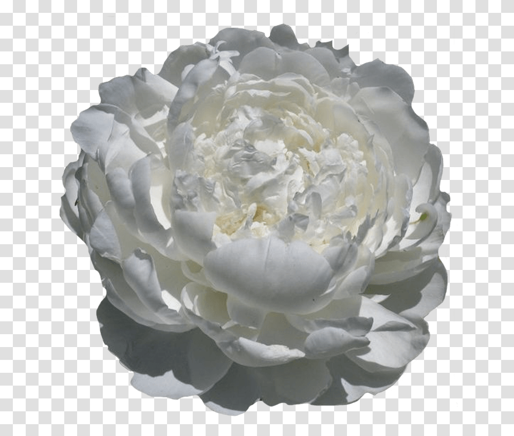 Paeonia White Ivory Peonies My Peony Society Artificial Flower, Rose, Plant, Blossom, Petal Transparent Png
