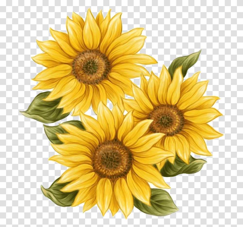 Paint Background Clear Background Sunflower Free, Plant, Blossom, Daisy, Daisies Transparent Png