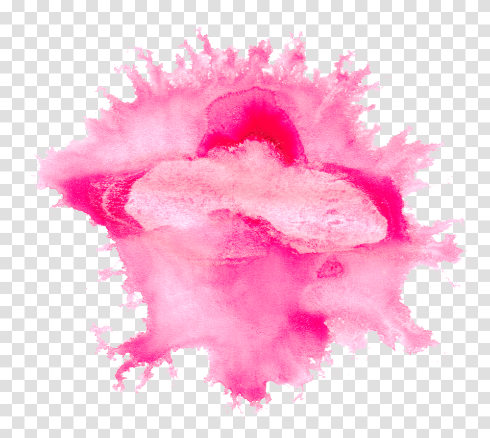 Paint Texture Photos Pink Color Splash, Plant, Carnation, Flower, Blossom Transparent Png