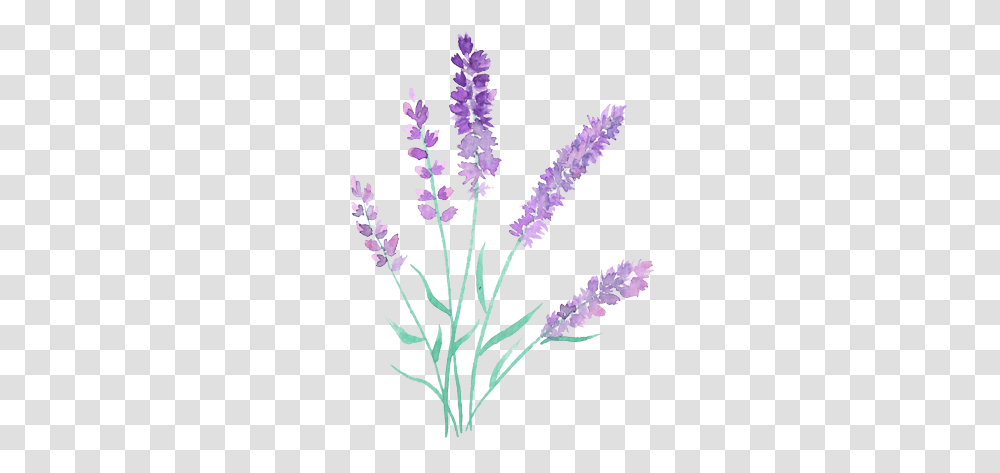 Paintbrushes Watercolor Lavender Flowers, Plant, Blossom, Lupin Transparent Png