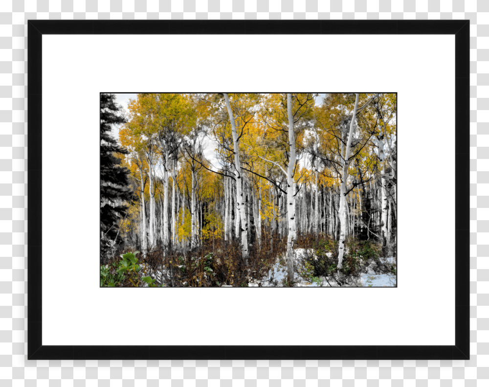 Painted Aspens, Tree, Plant, Canvas Transparent Png