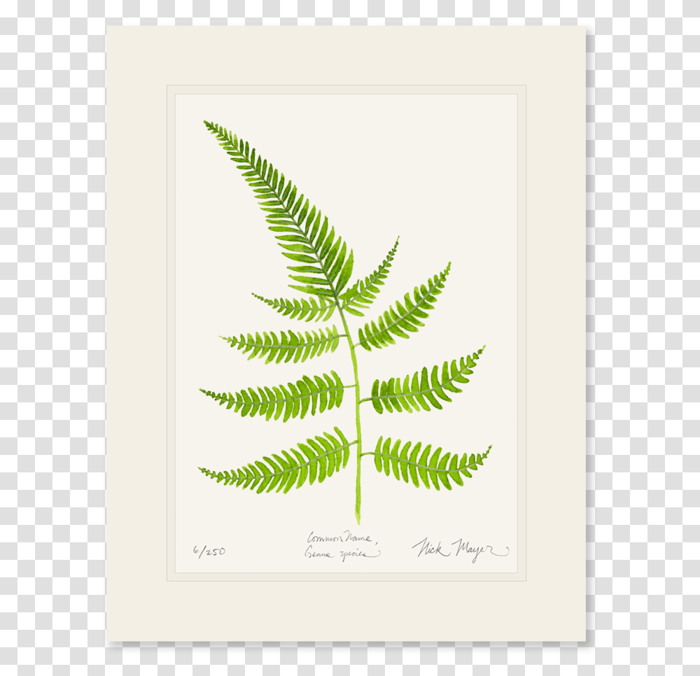 Painted Fern Print Fern, Plant, Green, Bird, Animal Transparent Png