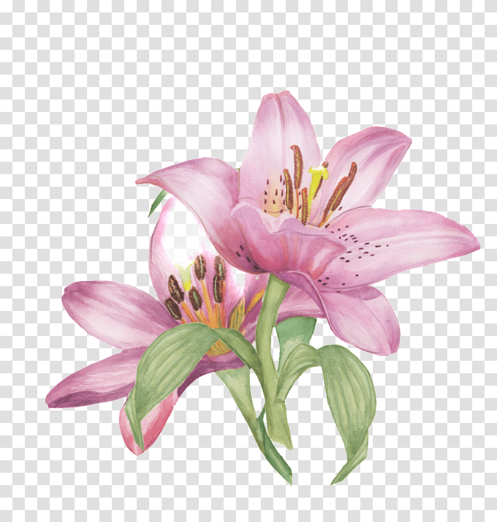 Painted Flowers, Plant, Blossom, Lily, Pollen Transparent Png