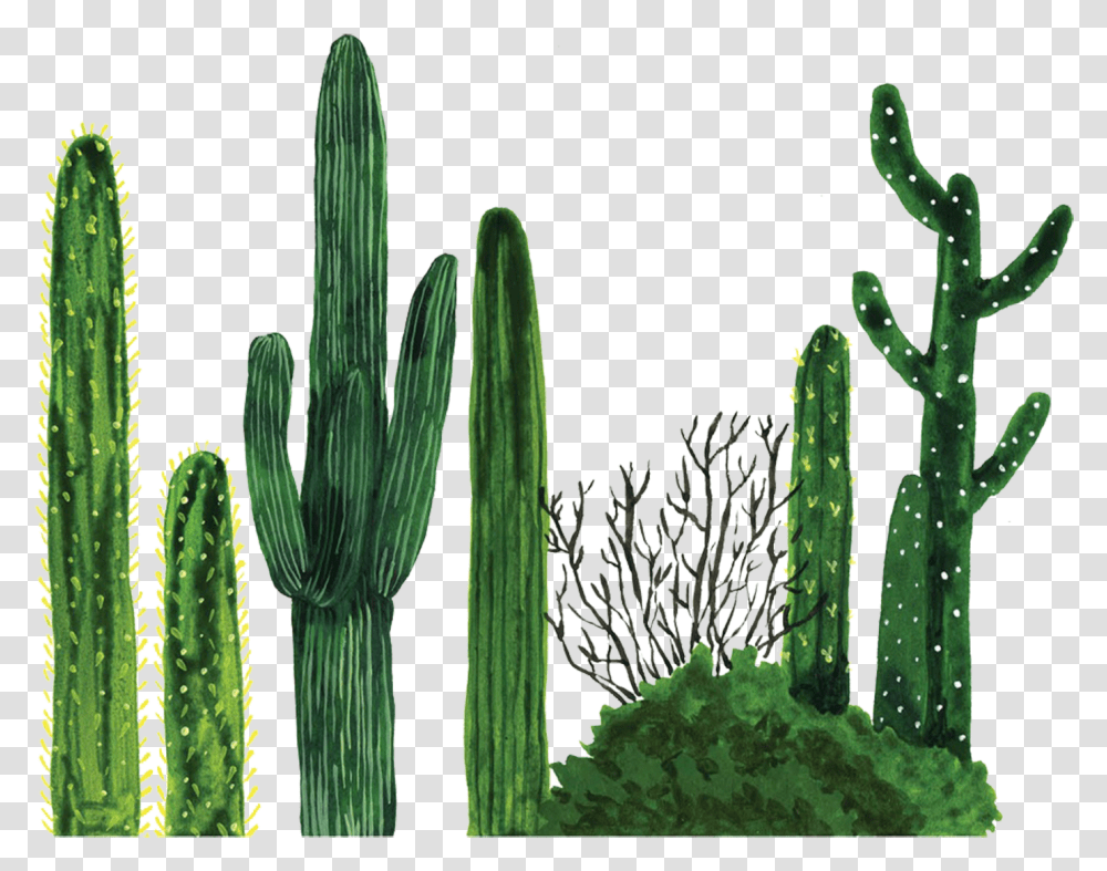 Painted Furniture Plants, Cactus Transparent Png