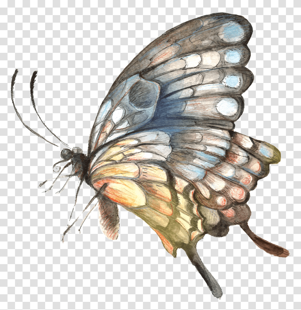 Painted Handpainted Butterfly Hd Butterfly, Insect, Invertebrate, Animal, Turtle Transparent Png