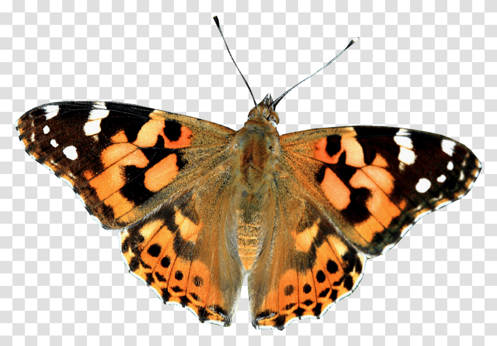 Painted Lady Butterfly Clear Background, Insect, Invertebrate, Animal, Lobster Transparent Png