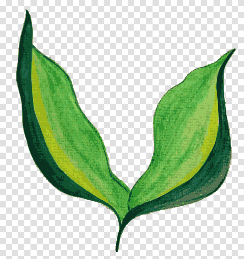 Painted Leaves Background Painted Leaf Background, Plant, Flower, Green, Produce Transparent Png