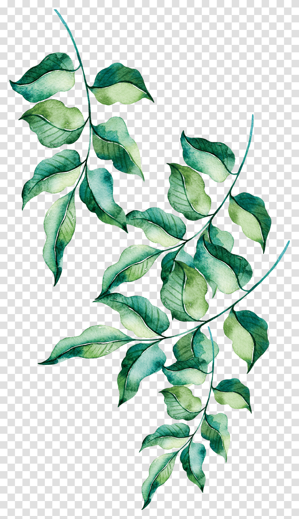 Painted Leaves, Leaf, Plant, Flower, Blossom Transparent Png