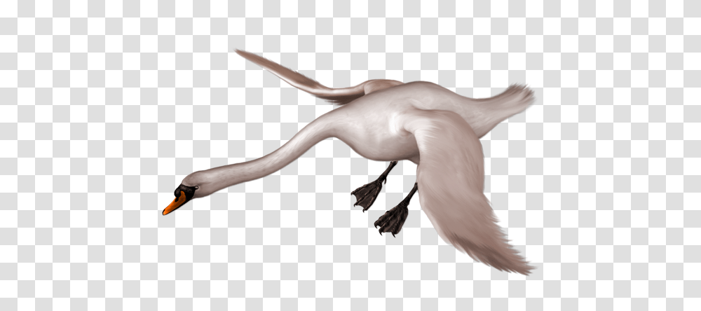 Painted Swan Landing Free, Animal, Person, Human, Mammal Transparent Png