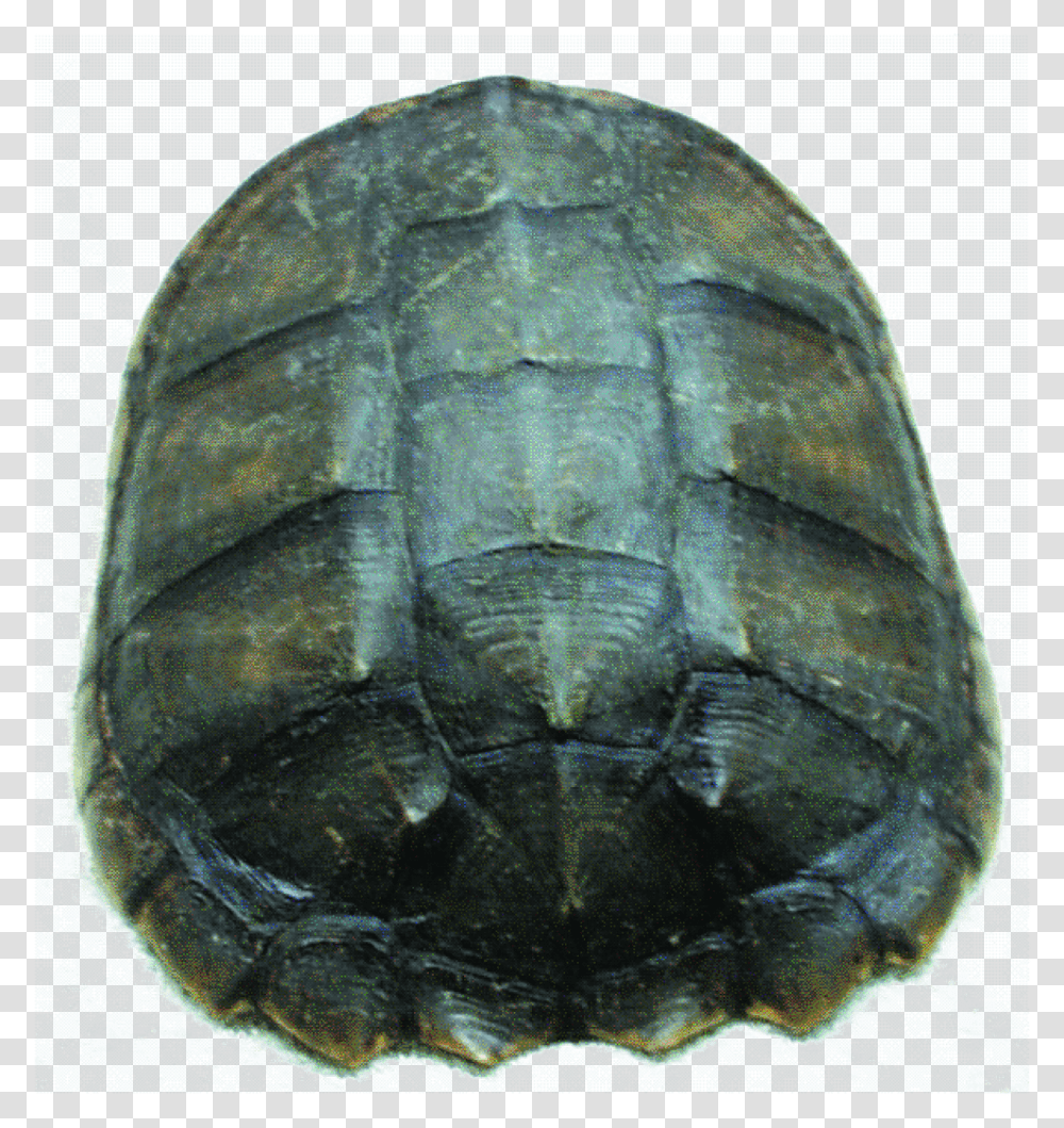 Painted Turtle, Reptile, Sea Life, Animal, Tortoise Transparent Png