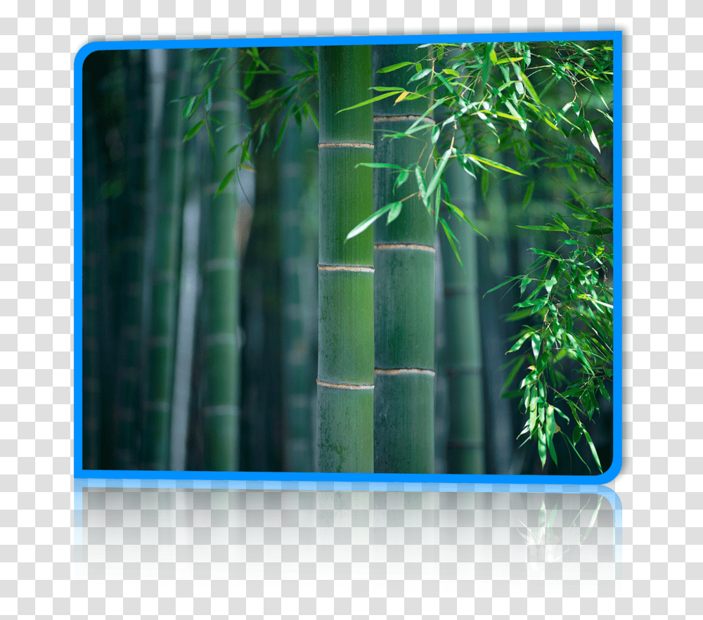 Painting Of Bamboo Forest Moso Bamboo, Plant, Bamboo Shoot, Vegetable, Produce Transparent Png