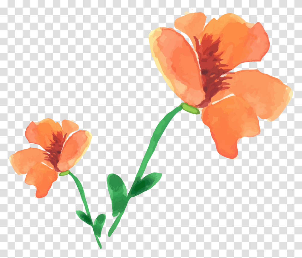Painting Poppy Flower Painted Floral Decoration Watercolor Orange Poppy Flower, Plant, Petal, Blossom, Anther Transparent Png