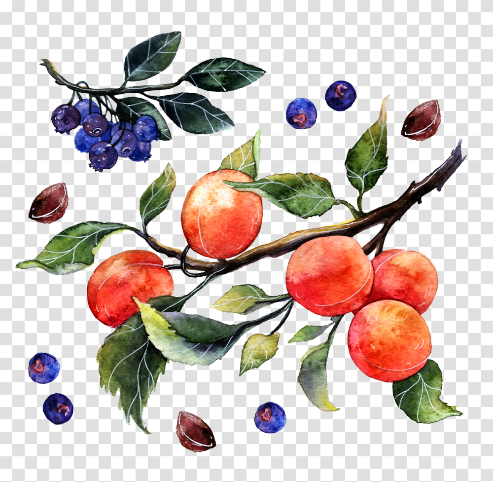 Painting Watercolor Of Oranges Download Watercolor Painting, Plant, Fruit, Food, Blueberry Transparent Png