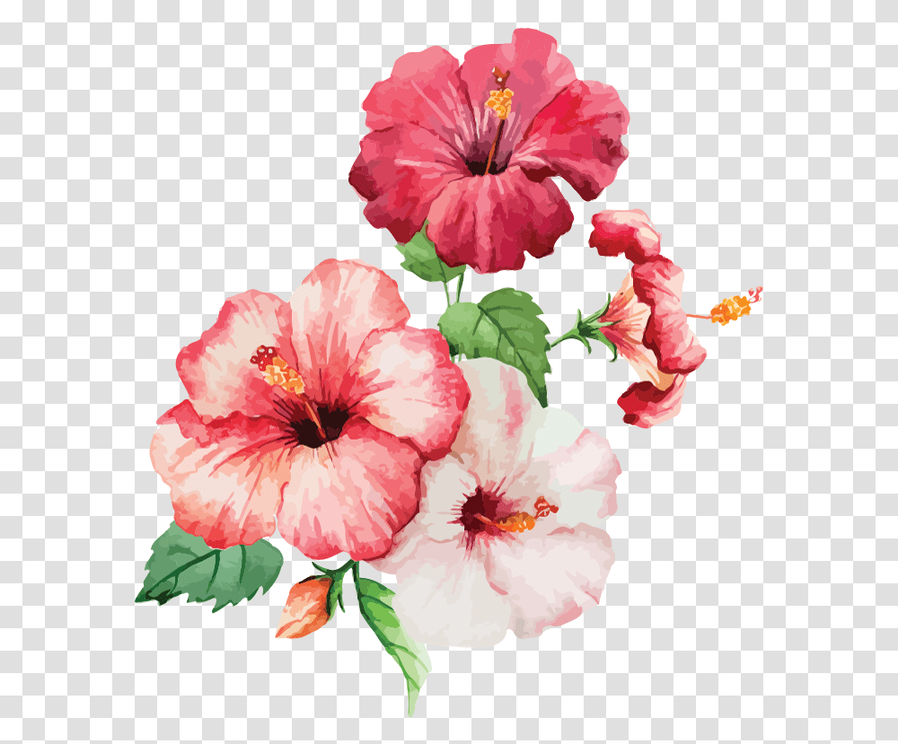 Painting Watercolour Flowers, Plant, Hibiscus, Blossom, Anther Transparent Png
