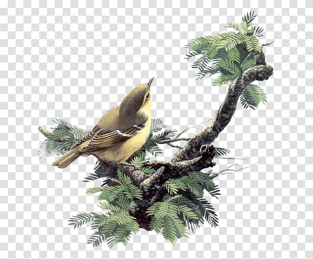 Paintings Of Birds, Animal, Leaf, Plant, Jay Transparent Png