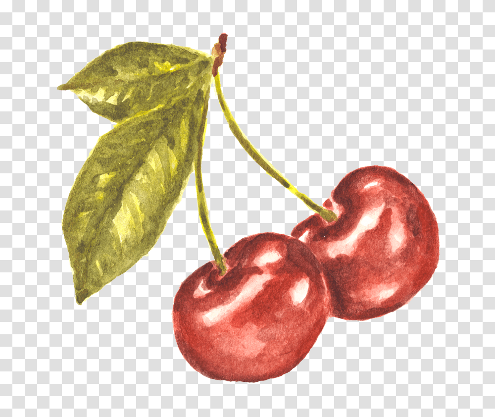Pair Of Cherries Watercolor Study Cherry Watercolor, Plant, Fruit, Food Transparent Png