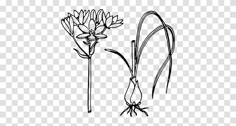 Pair Of Star Of Bethlehem With Or Without Bulb Vector Drawing, Gray, World Of Warcraft Transparent Png
