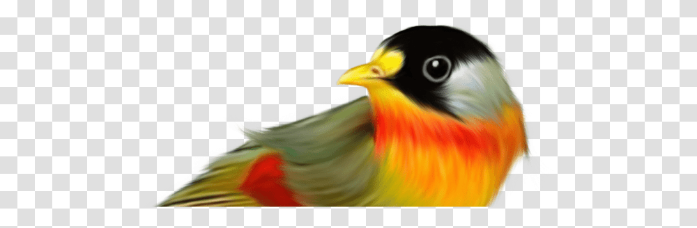 Pajaros Con Fondo Transparente, Beak, Bird, Animal, Finch Transparent Png