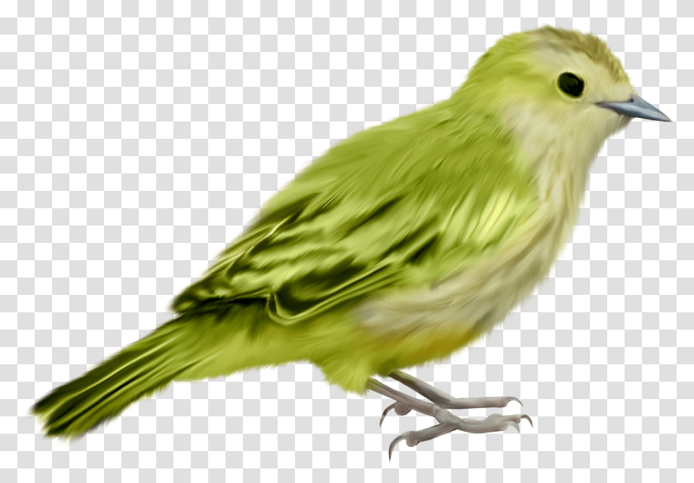 Pajaros Formato Pajaritos Aves Imgenes Hermosas Imagenes De Pajaros, Bird, Animal, Canary, Finch Transparent Png