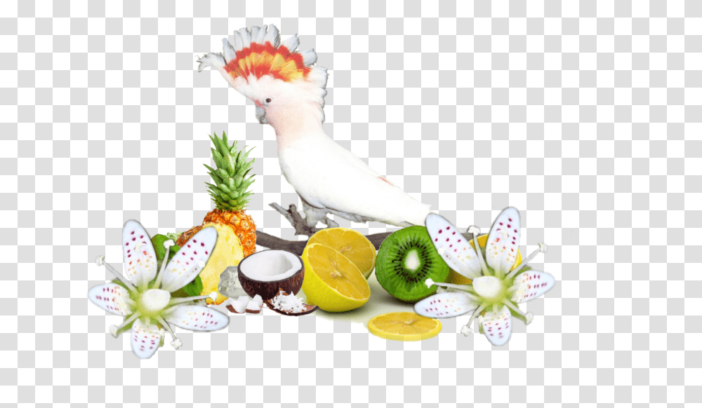 Pajaros Gifs Imagenes Portable Network Graphics, Plant, Fruit, Food, Orange Transparent Png