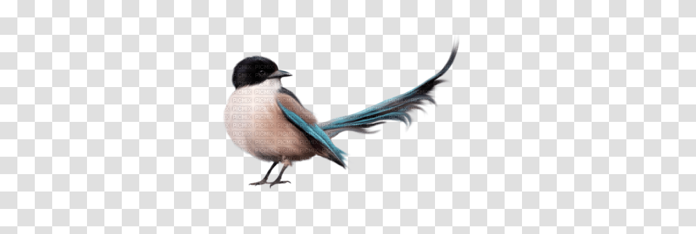 Pajaros, Jay, Bird, Animal, Bluebird Transparent Png