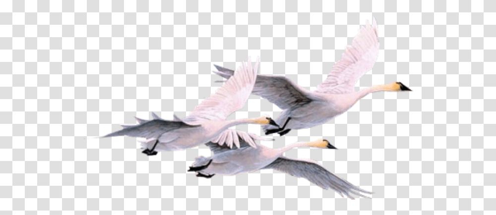 Pajaros Pajaro Swan Swans Gooses Geese Duck Swans, Flying, Bird, Animal, Waterfowl Transparent Png