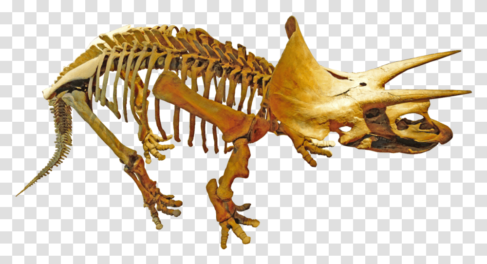 Palaeontology, Dinosaur, Reptile, Animal, Bird Transparent Png