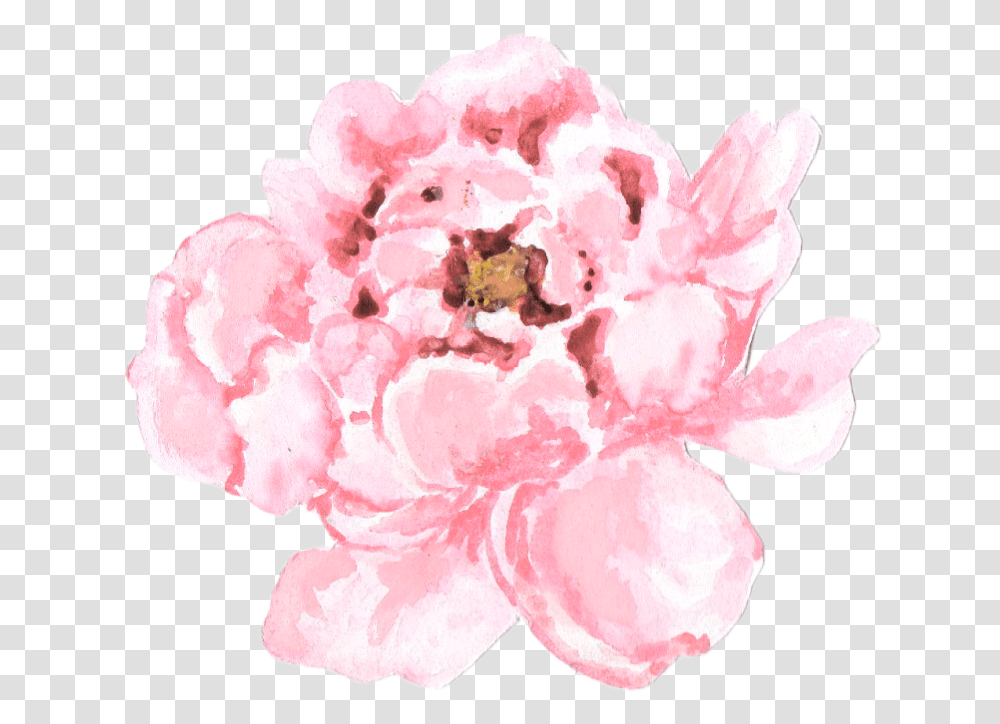 Pale Pink Peonies Pink Peony Drawing, Plant, Flower, Blossom, Carnation Transparent Png