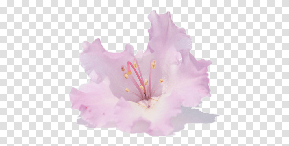 Pale Pink Rhododendron Rhododendron, Plant, Flower, Blossom, Petal Transparent Png