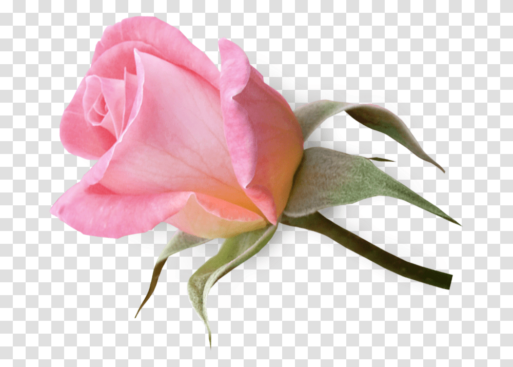 Pale Pink Rose Bud, Plant, Flower, Blossom, Petal Transparent Png