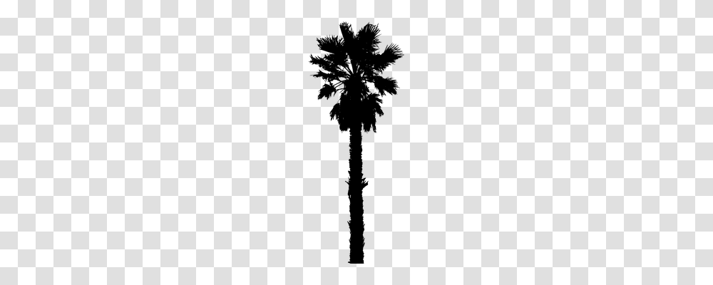 Palm Nature, Gray, World Of Warcraft Transparent Png