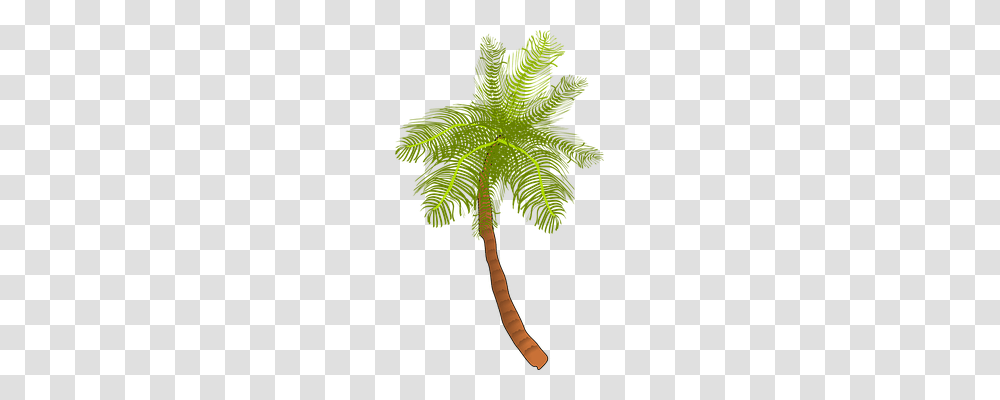 Palm Holiday, Leaf, Plant, Tree Transparent Png