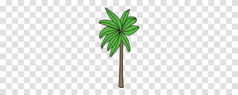 Palm Nature, Plant, Leaf, Tree Transparent Png