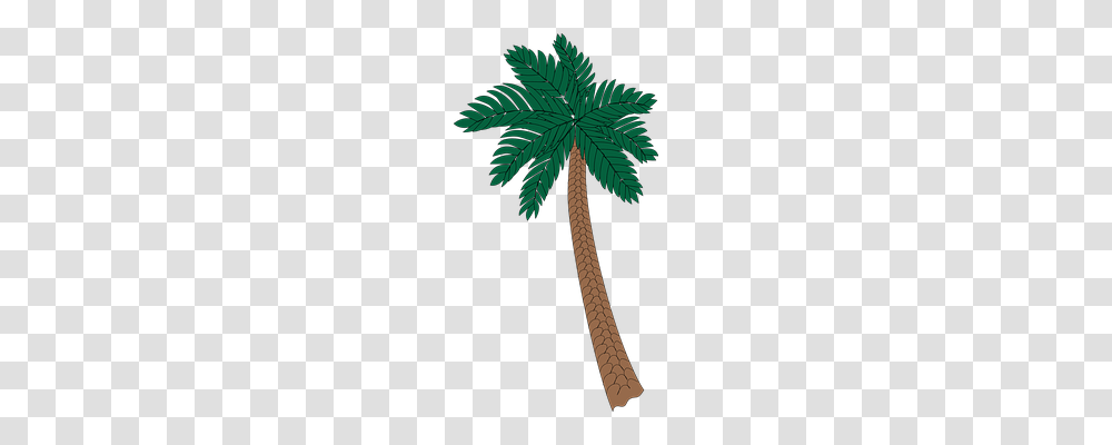 Palm Nature, Tree, Plant, Palm Tree Transparent Png