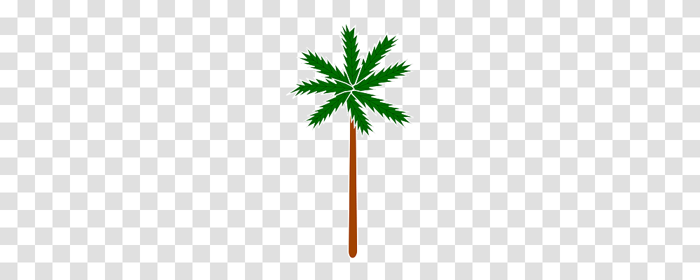 Palm Nature, Plant, Palm Tree, Arecaceae Transparent Png