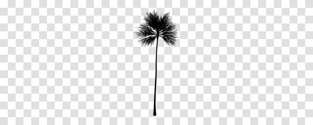 Palm Nature, Gray, World Of Warcraft Transparent Png