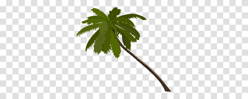Palm Nature, Plant, Leaf, Tree Transparent Png