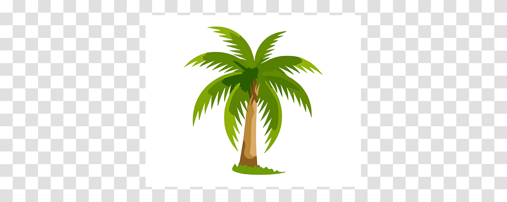 Palm Palm Tree, Plant, Arecaceae Transparent Png
