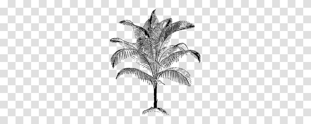 Palm Holiday, Gray, World Of Warcraft Transparent Png