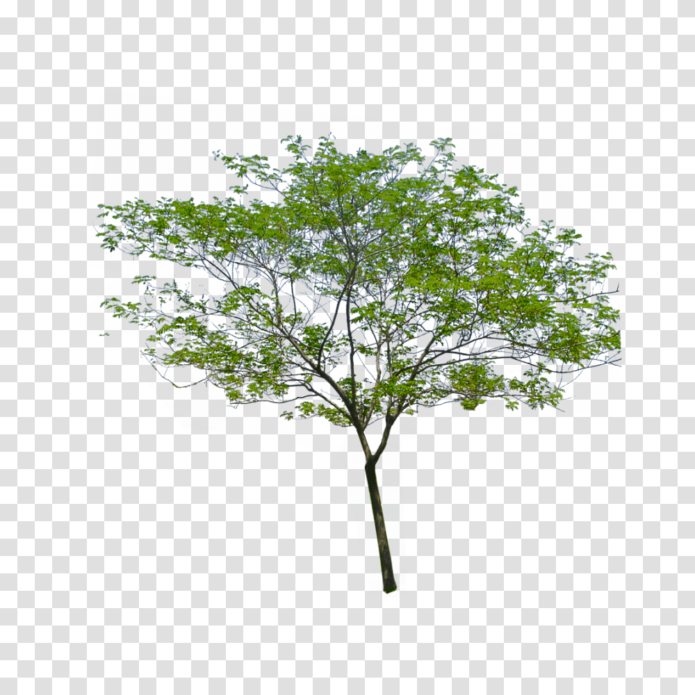Palm Background 4 Image Background Trees Hd, Plant, Leaf, Vegetation, Tree Trunk Transparent Png